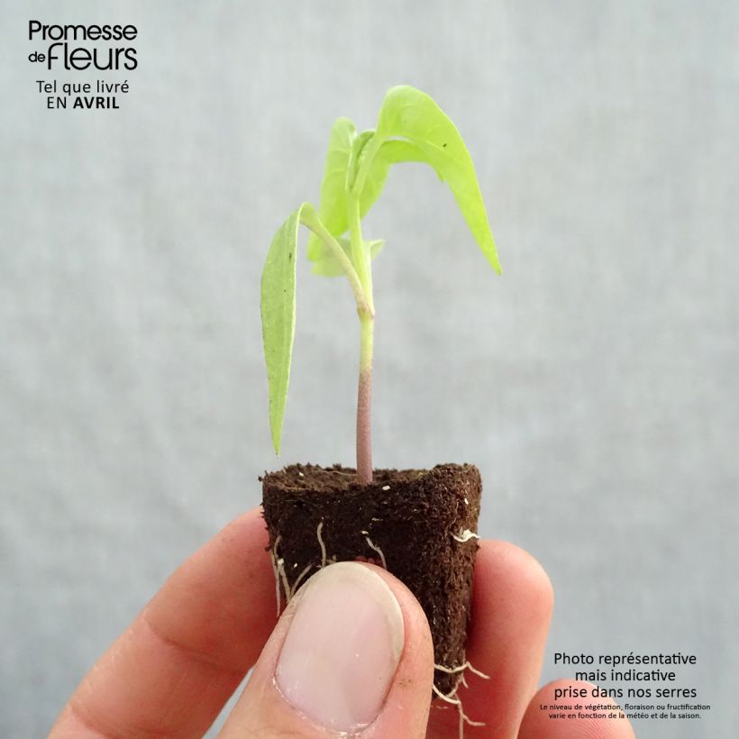 Exemplaar van Paprika Bellania F1 BIO Mini-mot Ø 3/4 cm zoals geleverd in de lente