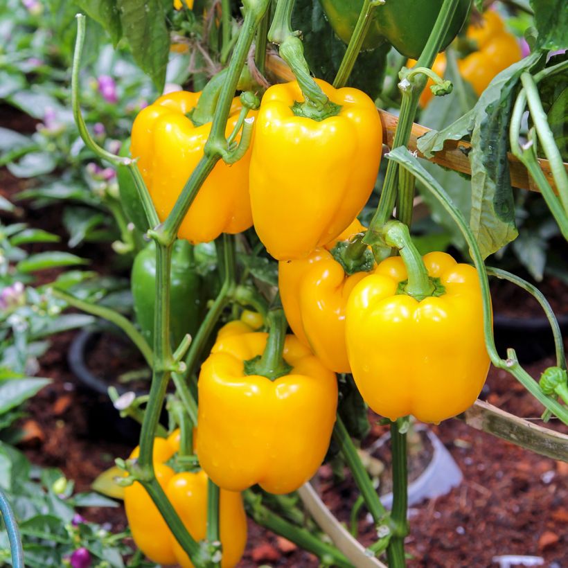 Paprika Cuneo Jaune BIO - Ferme de Sainte Marthe (Groeiplaats)