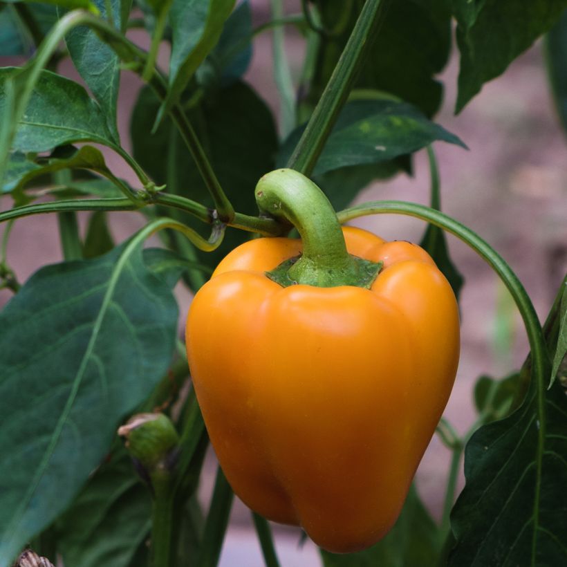 Paprika Deliro F1 (Oogst)