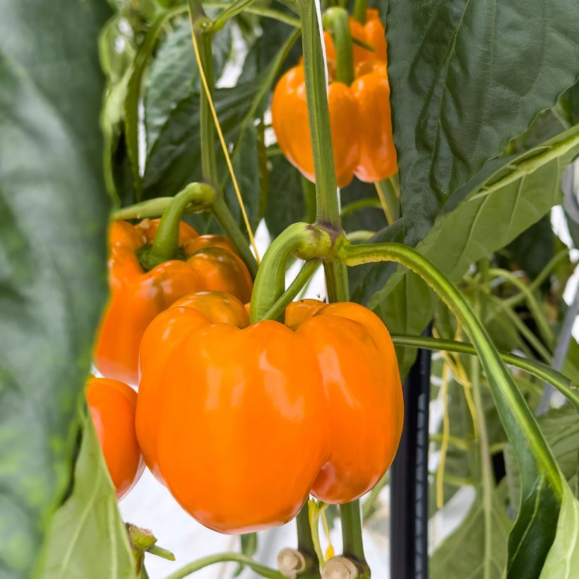 Paprika Golden Calwonder (Oogst)