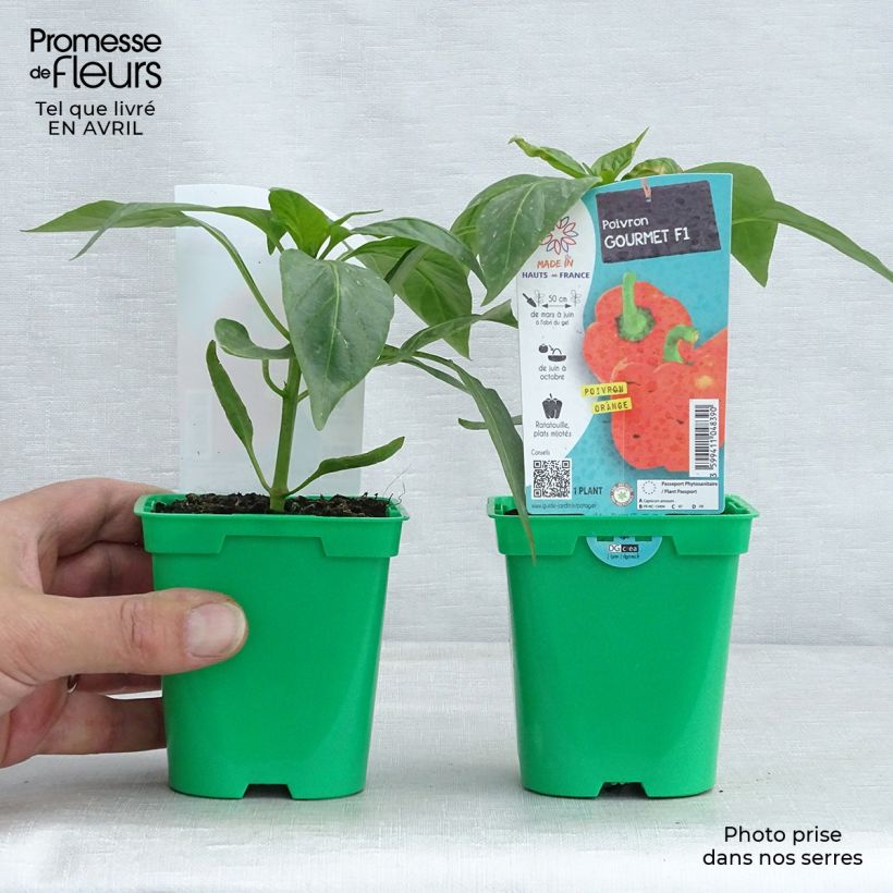 Exemplaar van Paprika Orange Gourmet F1 Pot van 10 cm/11 cm zoals geleverd in de lente