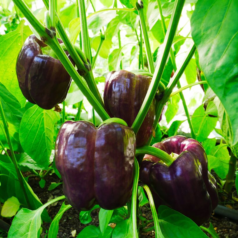 Paprika Purple Bell (Groeiplaats)