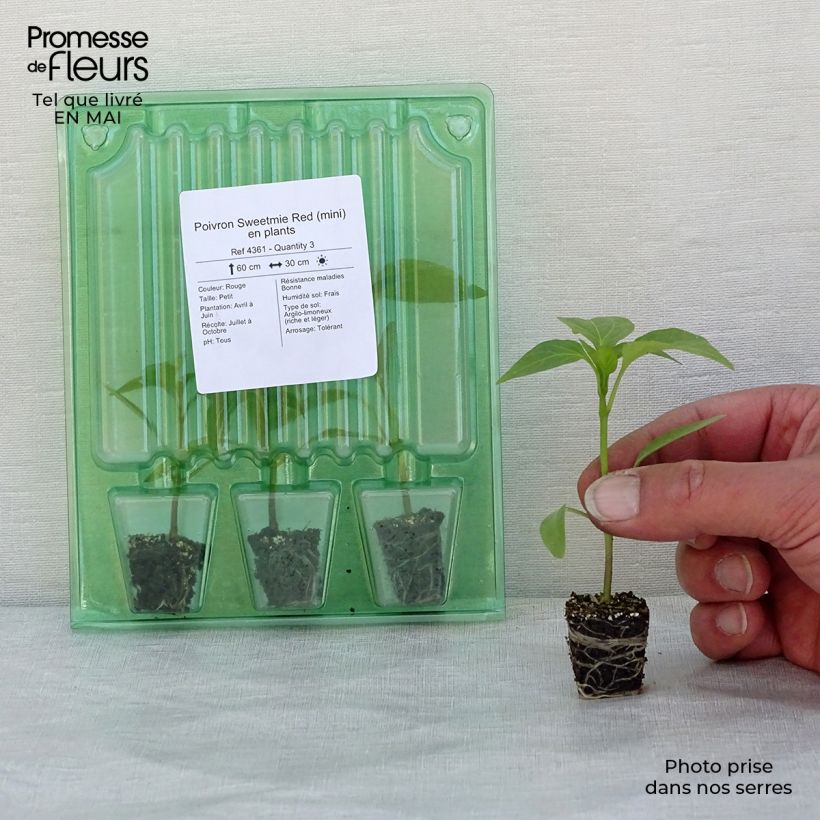 Example of Paprika Sweetmie Red (jonge planten) Mini-mot Ø 3/4 cm as you get in printemps