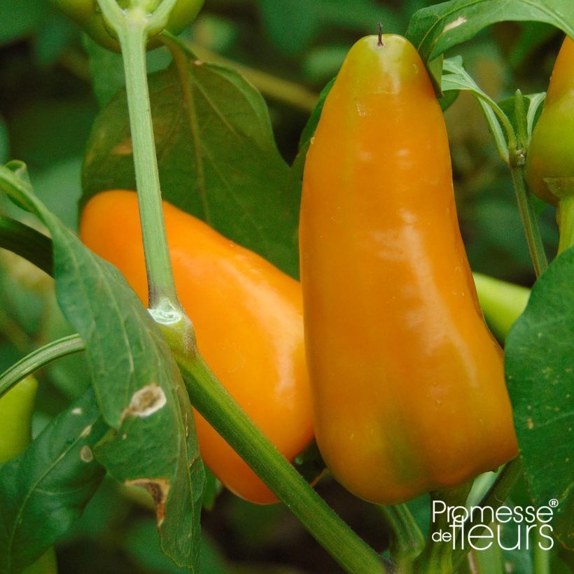 Paprika Terrazzi F1 (jonge planten) (Harvest)