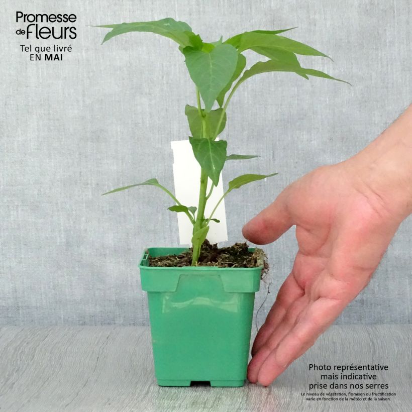 Example of Paprika Terrazzi F1 (jonge planten) Pot van 10 cm/11 cm as you get in printemps