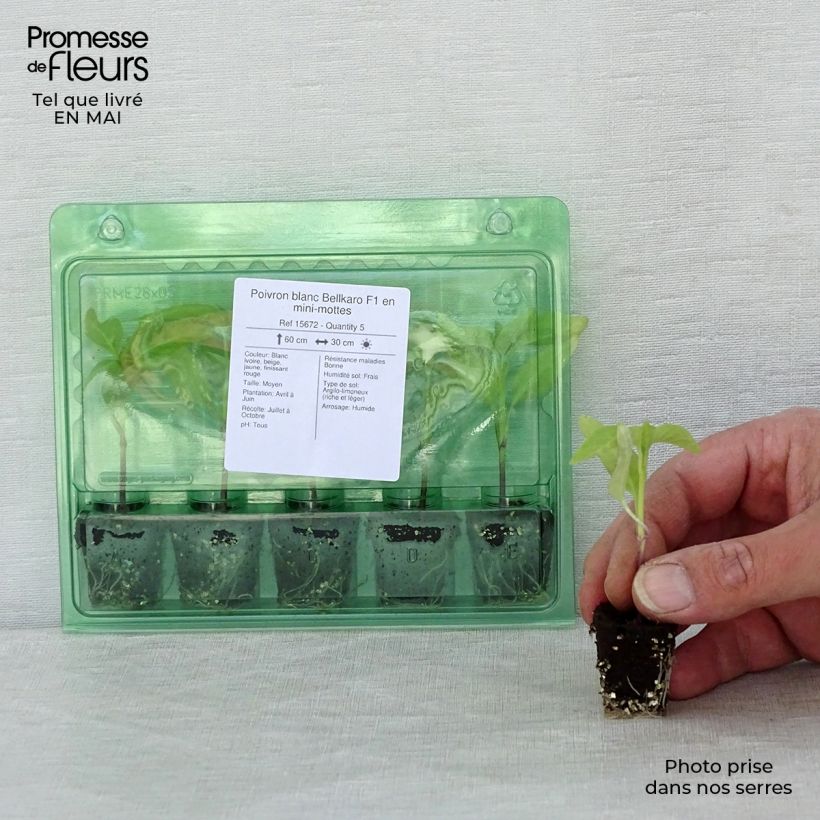 Example of Paprika Bellkaro F1 (jonge planten) Mini-mot Ø 3/4 cm as you get in printemps