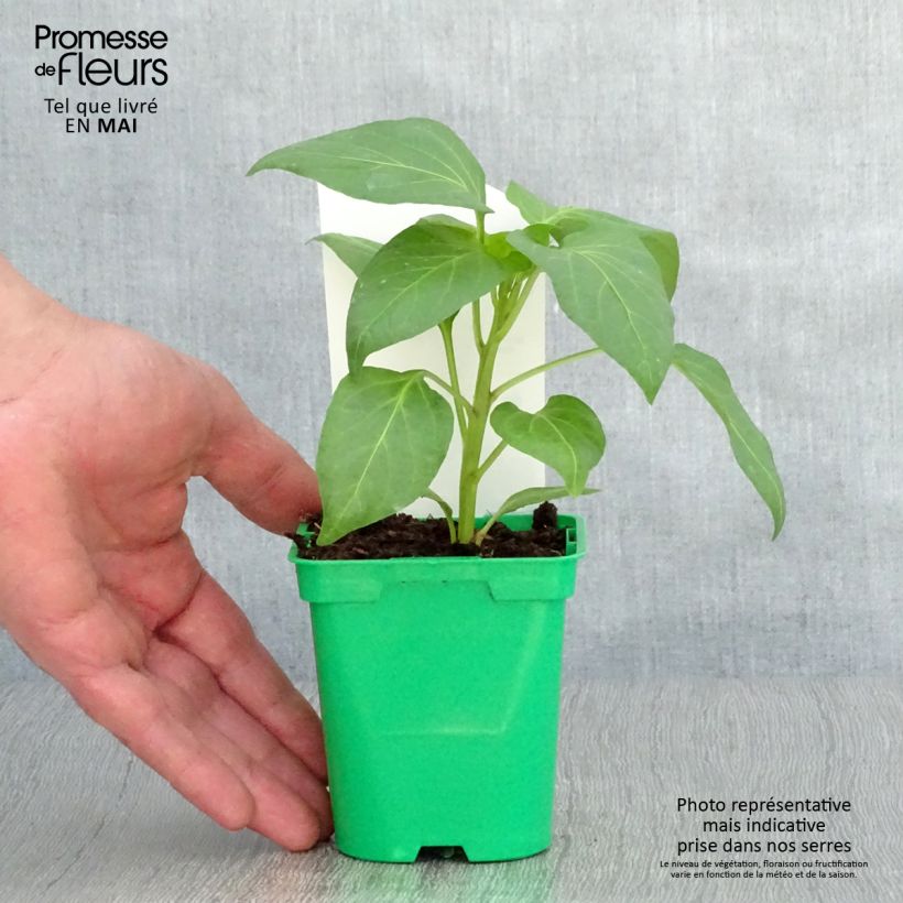 Example of Paprika Bellkaro F1 (jonge planten) Pot van 10 cm/11 cm as you get in printemps