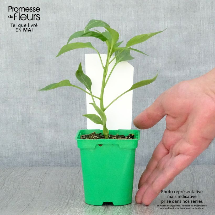 Exemplaar van Paprika Oreny F1 (jonge planten - geënt) Pot van 10 cm/11 cm zoals geleverd in de lente