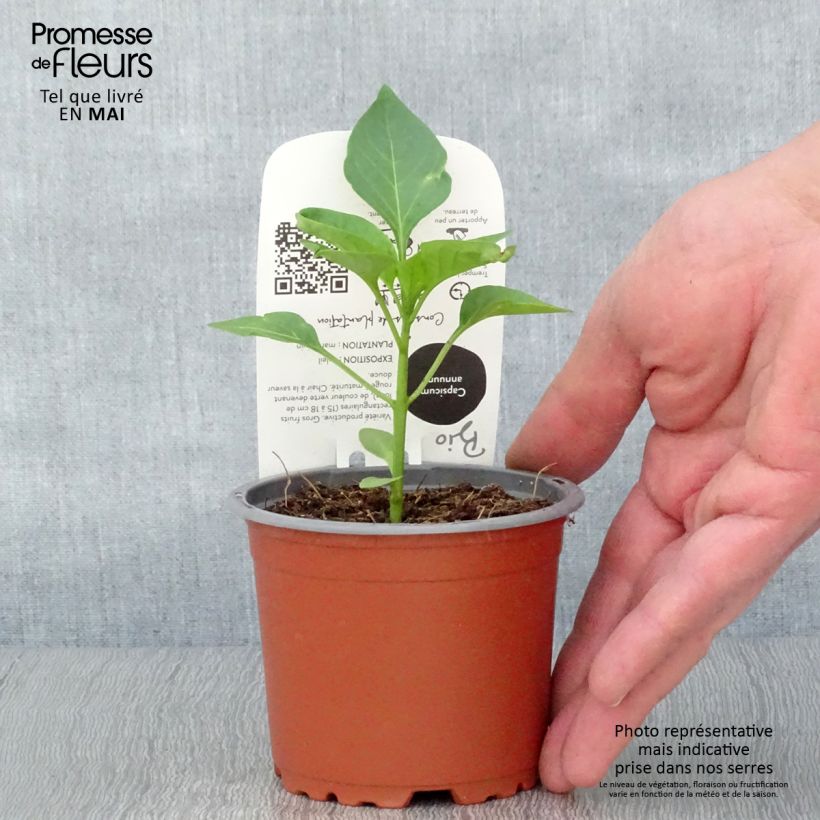 Example of Paprika Jericho F1 (jonge planten) BIO Pot van 10 cm/11 cm as you get in printemps