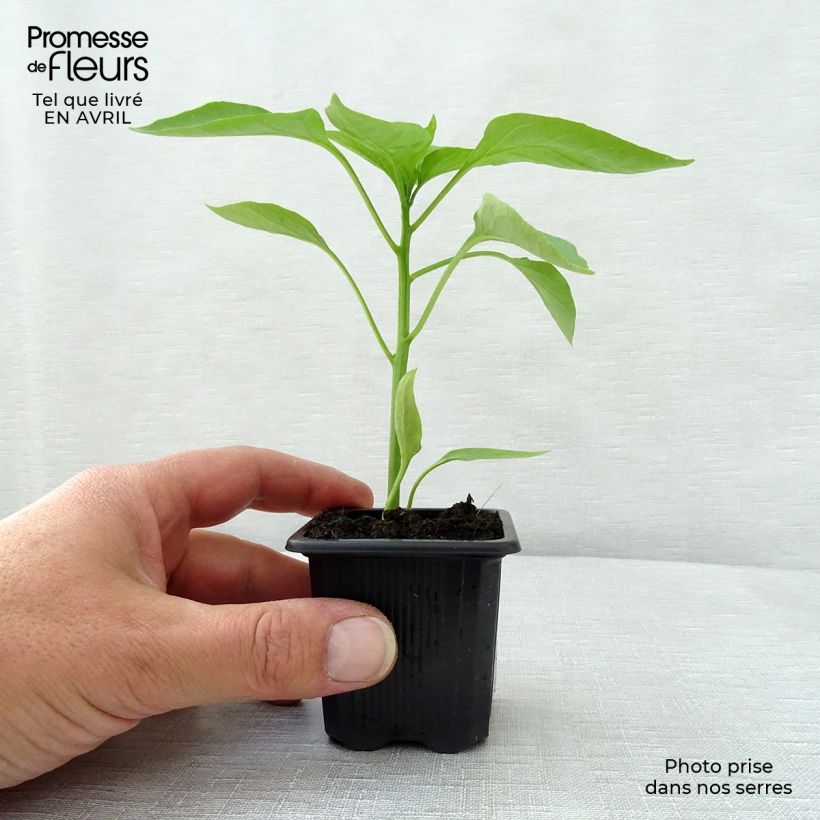 Example of Paprika Lamuyo F1 (jonge planten) Kweekpotje van 7/8 cm as you get in printemps