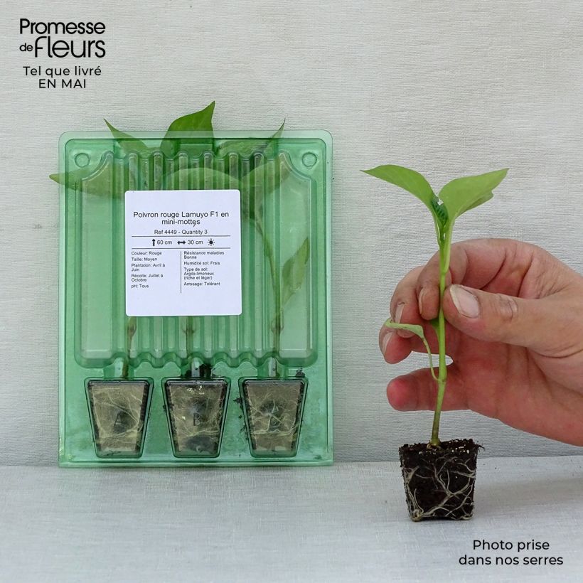 Example of Paprika Lamuyo F1 (jonge planten) Mini-mot Ø 3/4 cm as you get in printemps