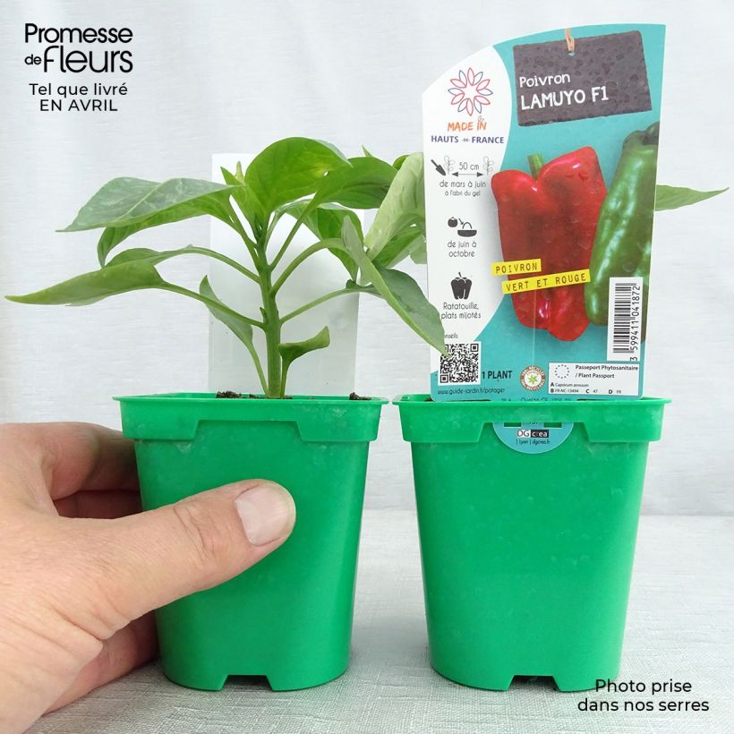 Example of Paprika Lamuyo F1 (jonge planten) Pot van 10 cm/11 cm as you get in printemps