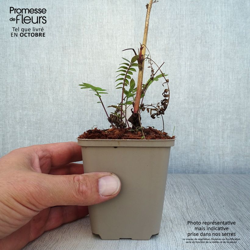Exemplaar van Polemonium Bressingham Purple - Jakobsladder Kweekpotje van 8/9 cm zoals geleverd in de herfst