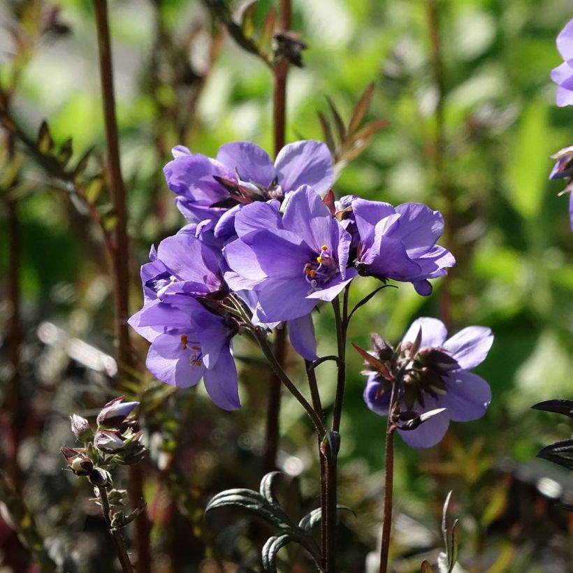 Polemonium Bressingham Purple - Jakobsladder (Bloei)
