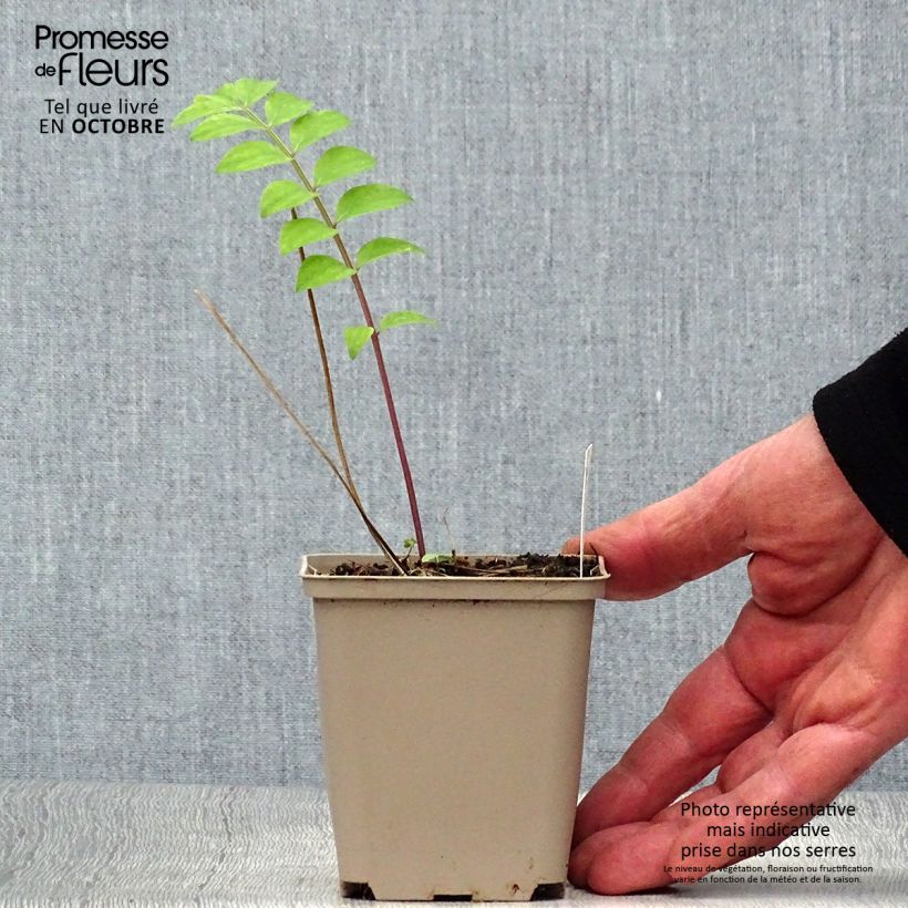 Exemplaar van Polemonium Stairway to Heaven - Griekse valeriaan Kweekpotje van 8/9 cm zoals geleverd in de herfst
