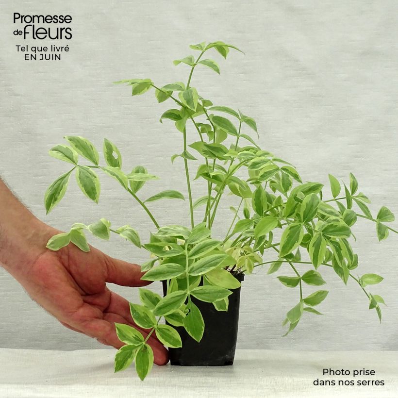 Exemplaar van Polemonium Stairway to Heaven - Griekse valeriaan Kweekpotje van 8/9 cm zoals geleverd in de zomer