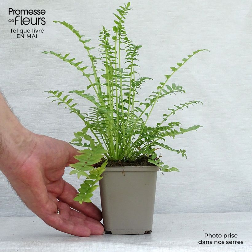 Exemplaar van Polemonium caeruleum Album - Jakobsladder Kweekpotje van 8/9 cm zoals geleverd in de lente