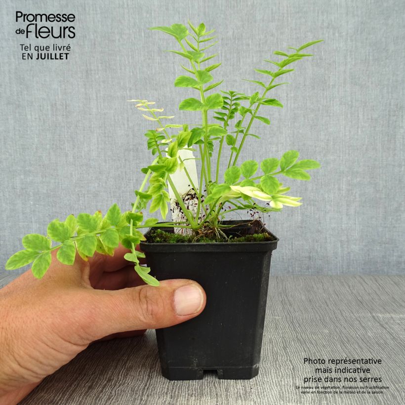 Exemplaar van Polemonium caeruleum Album - Jakobsladder Kweekpotje van 8/9 cm zoals geleverd in de zomer