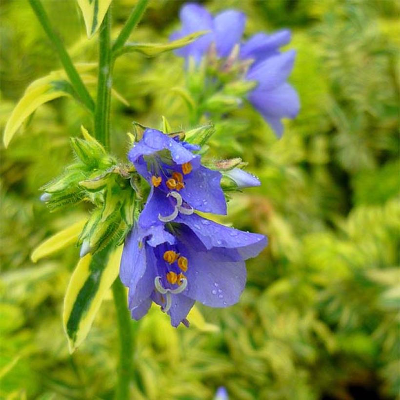 Polemonium caeruleum Brise d'Anjou - Jakobsladder (Bloei)