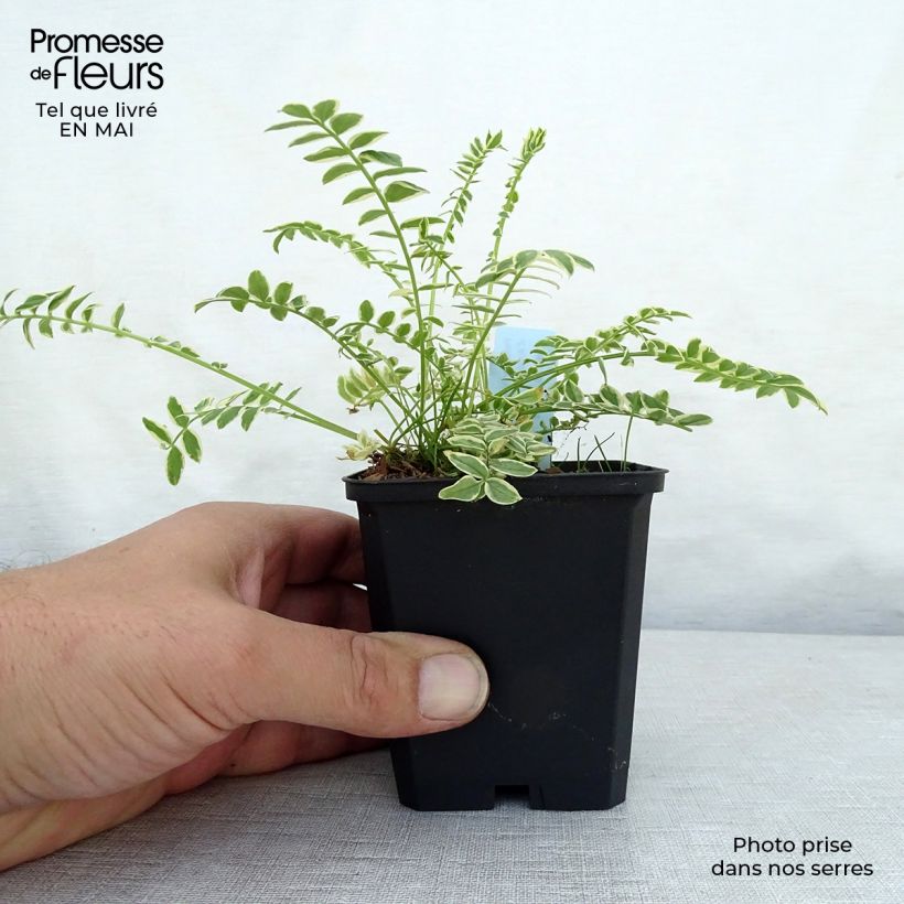 Exemplaar van Polemonium caeruleum Brise d'Anjou - Jakobsladder Kweekpotje van 8/9 cm zoals geleverd in de lente