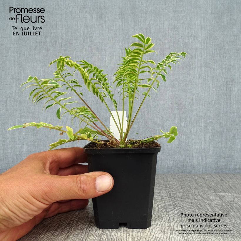 Exemplaar van Polemonium caeruleum Brise d'Anjou - Jakobsladder Kweekpotje van 8/9 cm zoals geleverd in de zomer