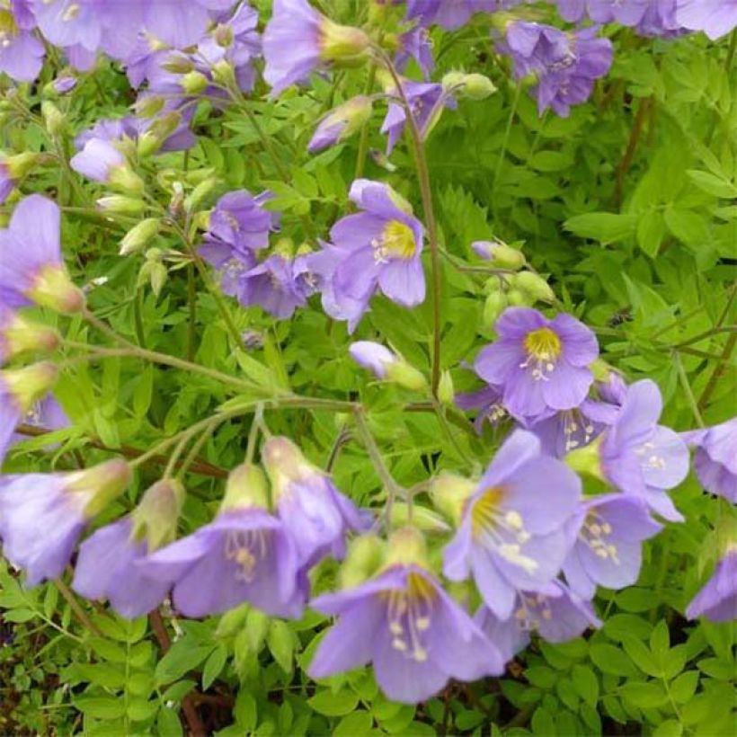 Polemonium caeruleum Lambrook Mauve - Jakobsladder (Bloei)