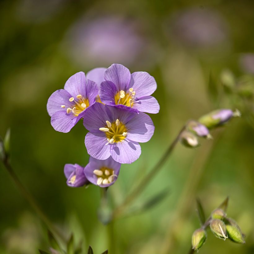 Polemonium caeruleum Lambrook Mauve - Jakobsladder (Bloei)