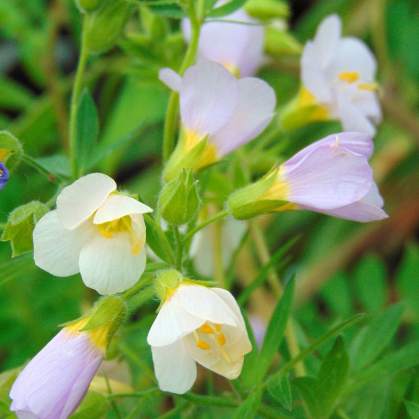 Polemonium carneum Apricot Delight - Jakobsladder (Bloei)
