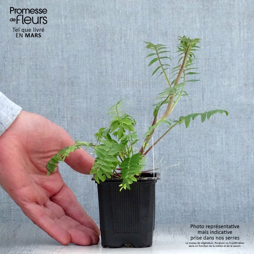 Exemplaar van Polemonium carneum Apricot Delight - Jakobsladder Kweekpotje van 8/9 cm zoals geleverd in de lente