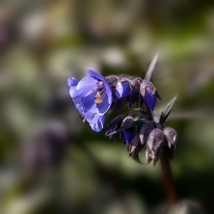 Polemonium Heaven Scent - Griekse valeriaan (Bloei)