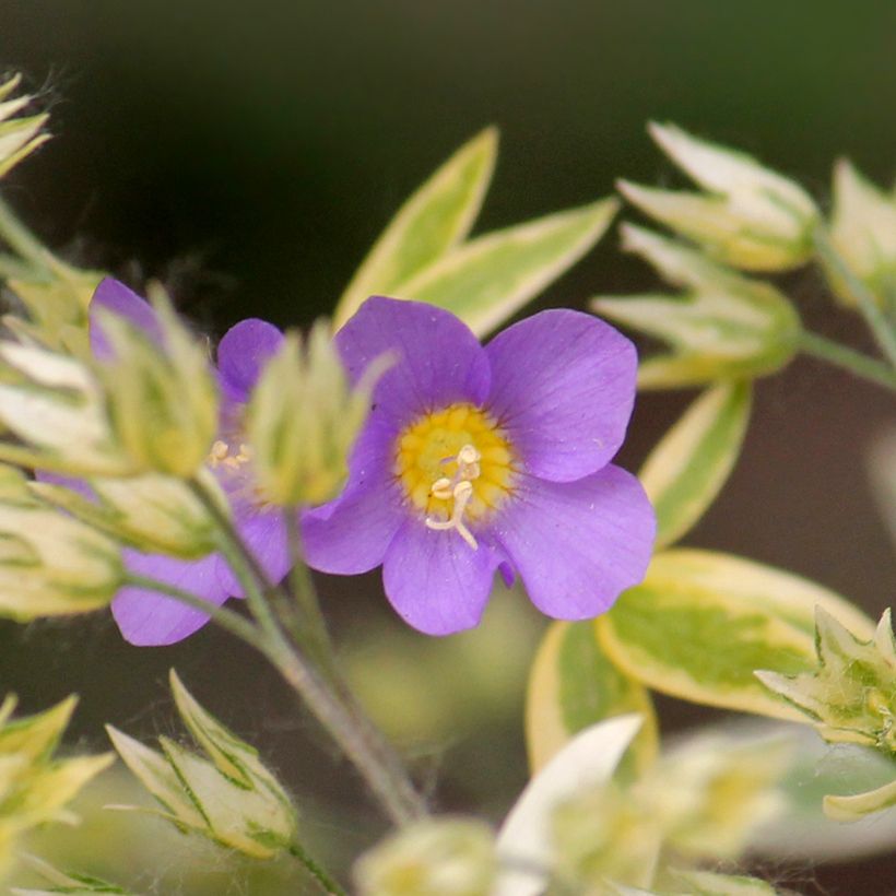 Polemonium pulcherrimum Golden Feathers - Jakobsladder (Bloei)