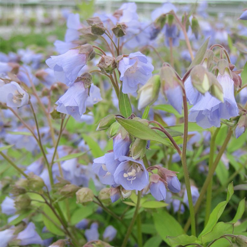 Polemonium reptans Blue Pearl - Griekse valeriaan (Bloei)
