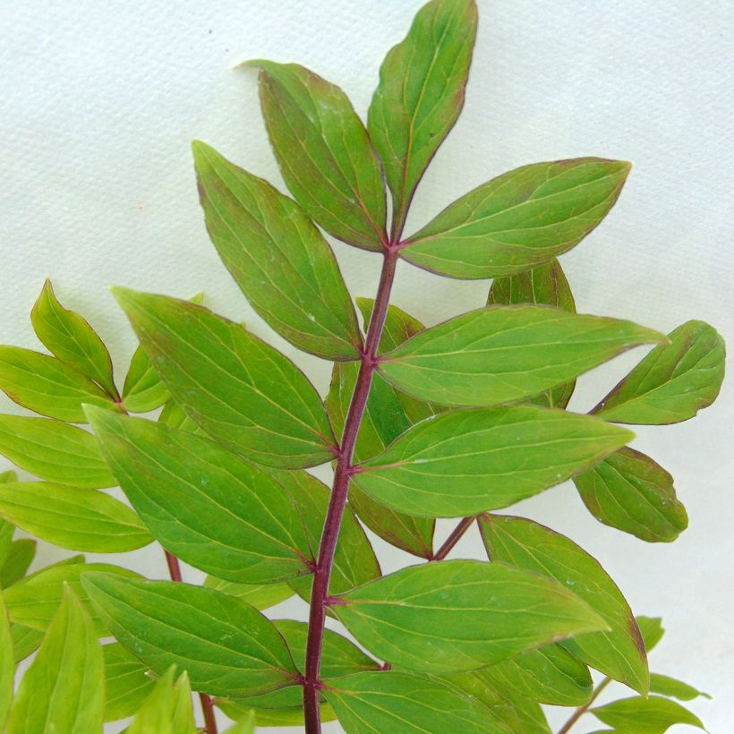 Polemonium reptans Blue Pearl - Griekse valeriaan (Blad)