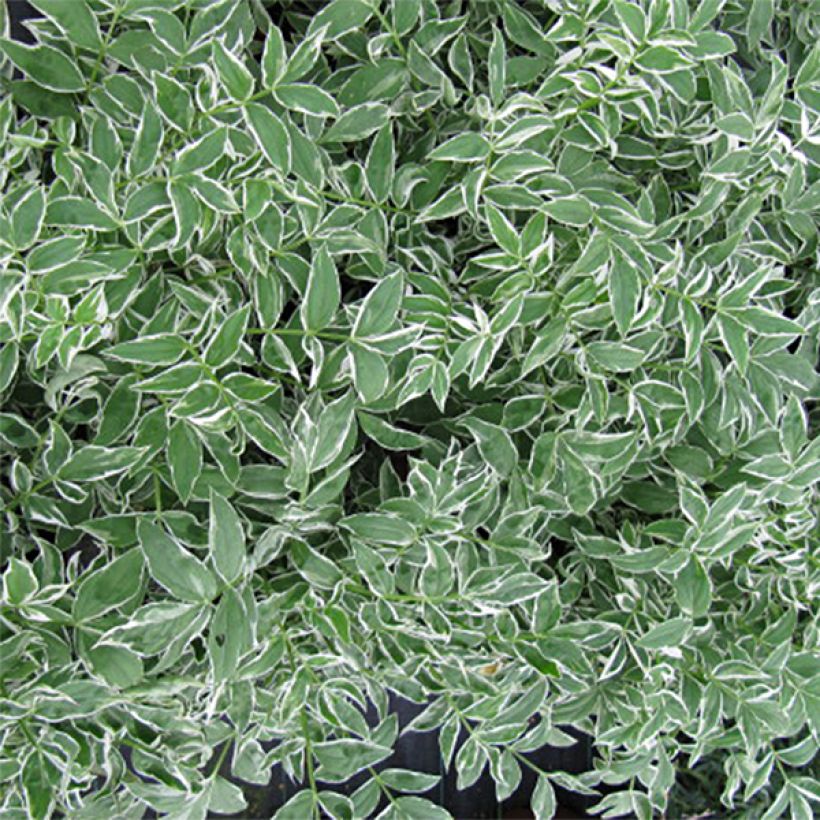 Polemonium reptans Touch of Class - Griekse valeriaan (Blad)