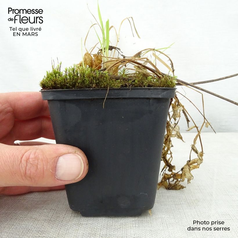 Exemplaar van Polemonium reptans Touch of Class - Griekse valeriaan Kweekpotje van 8/9 cm zoals geleverd in de lente