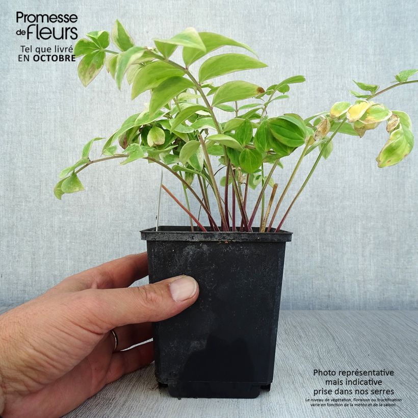 Exemplaar van Polemonium reptans Touch of Class - Griekse valeriaan Kweekpotje van 8/9 cm zoals geleverd in de herfst