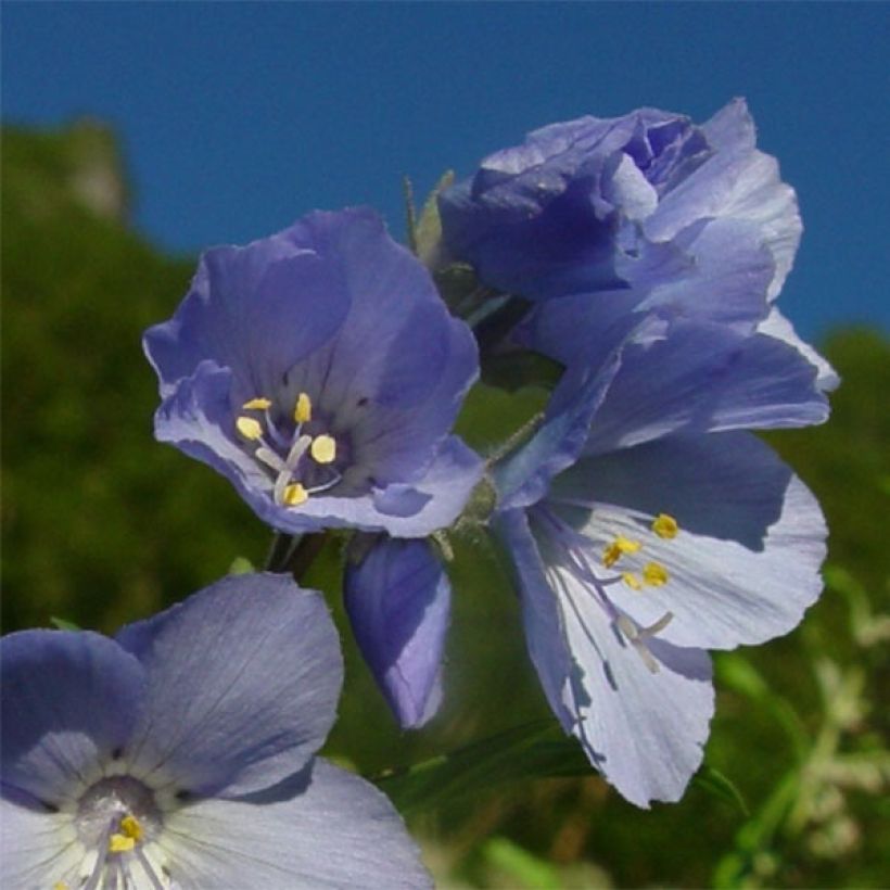 Polemonium yezoense Purple Rain - Jakobsladder (Bloei)