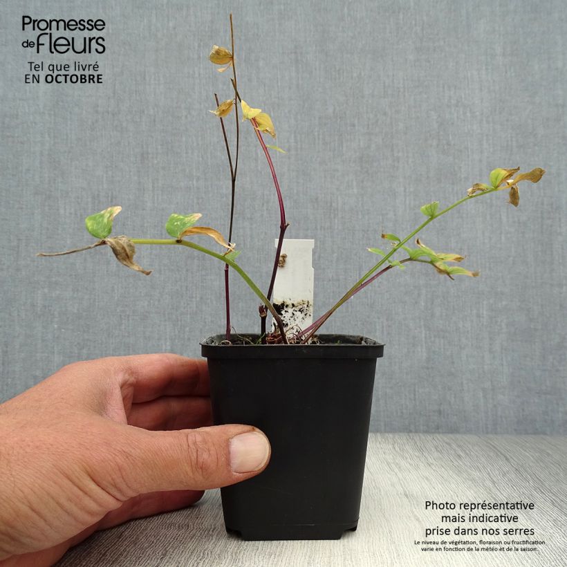 Exemplaar van Polemonium yezoense Purple Rain - Jakobsladder Kweekpotje van 8/9 cm zoals geleverd in de herfst