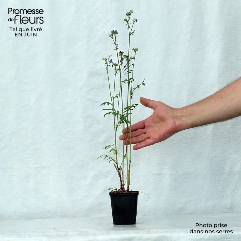 Exemplaar van Polemonium yezoense Purple Rain - Jakobsladder Kweekpotje van 8/9 cm zoals geleverd in de zomer