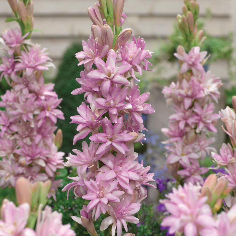 Polianthes tuberosa Pink Sapphire - Tuberoos (Bloei)
