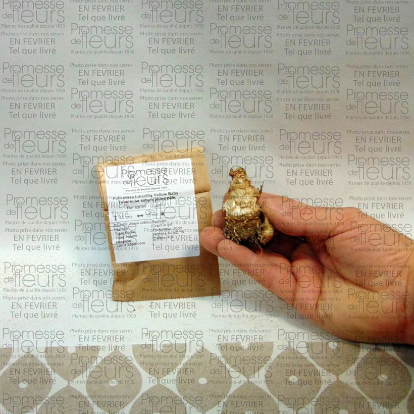 Voorbeeld van een exemplaar van Polianthes tuberosa Yellow Baby - Tuberoos Bol kaliber 10+ zoals geleverd