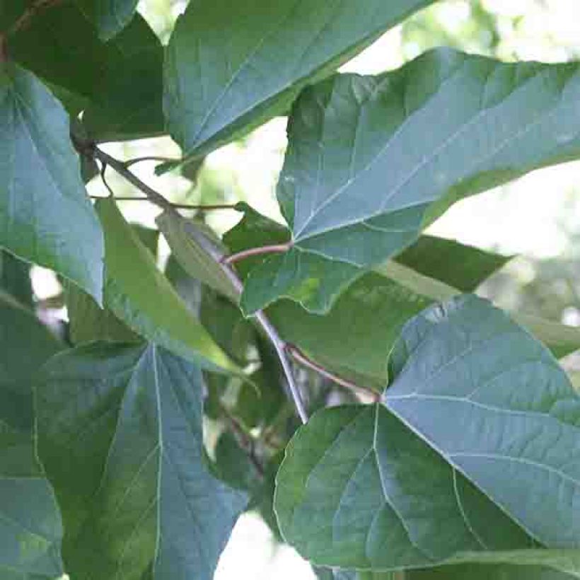 Poliothyrsis sinensis - Chinese parelboom (Blad)