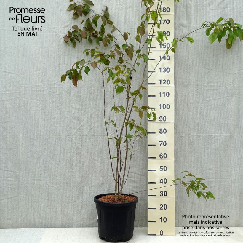 Exemplaar van Poliothyrsis sinensis - Chinese parelboom Pot van 20 l/25 l zoals geleverd in de lente