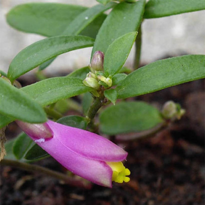 Polygala chamaebuxus Grandiflora - Vleugeltjesbloem (Blad)