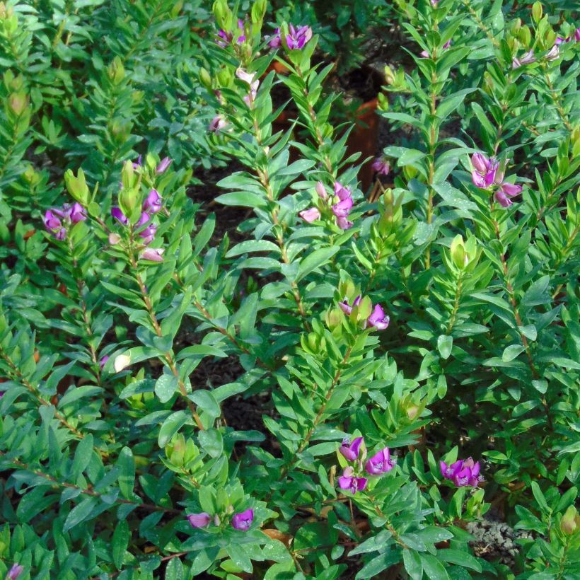 Polygala myrtifolia - Vleugeltjesbloem (Blad)