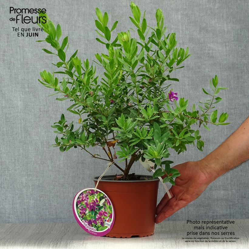 Exemplaar van Polygala myrtifolia - Vleugeltjesbloem Pot van 2 l/3 l zoals geleverd in de zomer