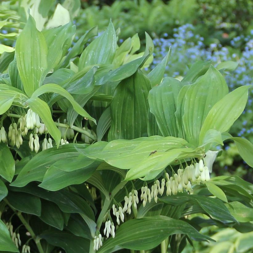 Polygonatum Weihenstephan - Tuinsalomonszegel (Blad)