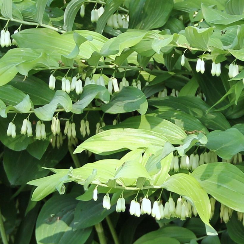 Polygonatum Weihenstephan - Tuinsalomonszegel (Bloei)