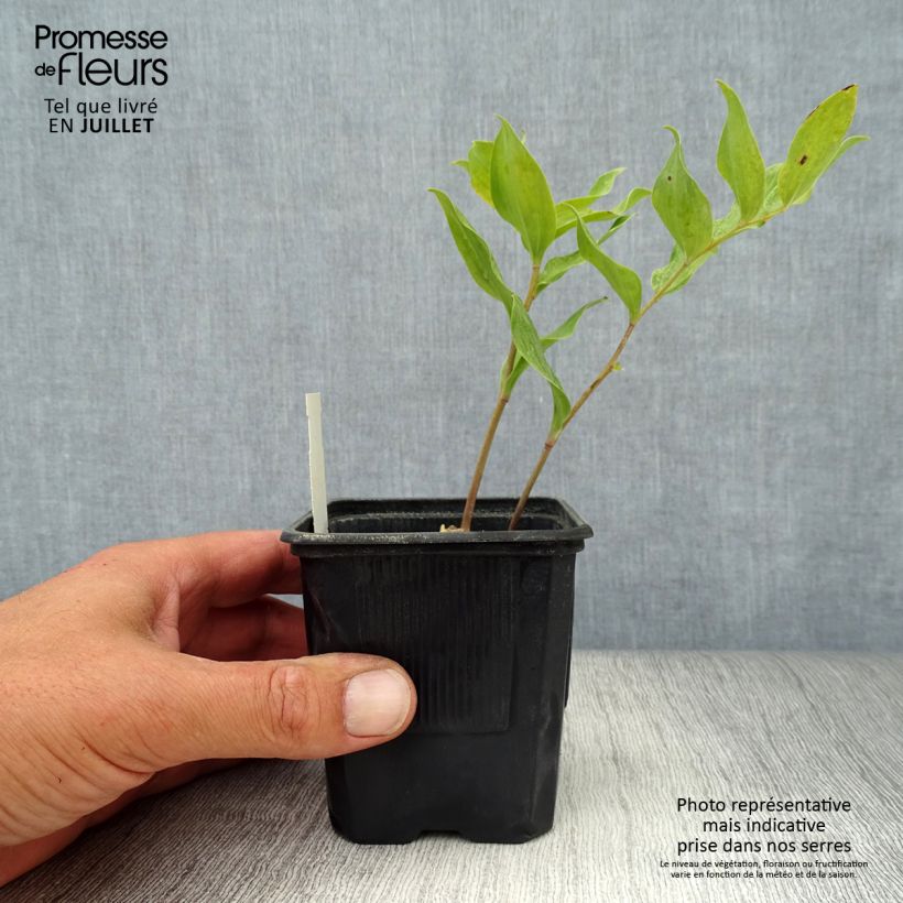Exemplaar van Polygonatum Weihenstephan - Tuinsalomonszegel Kweekpotje van 8/9 cm zoals geleverd in de zomer