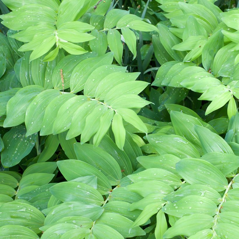 Polygonatum commutatum - Salomonszegel (Blad)